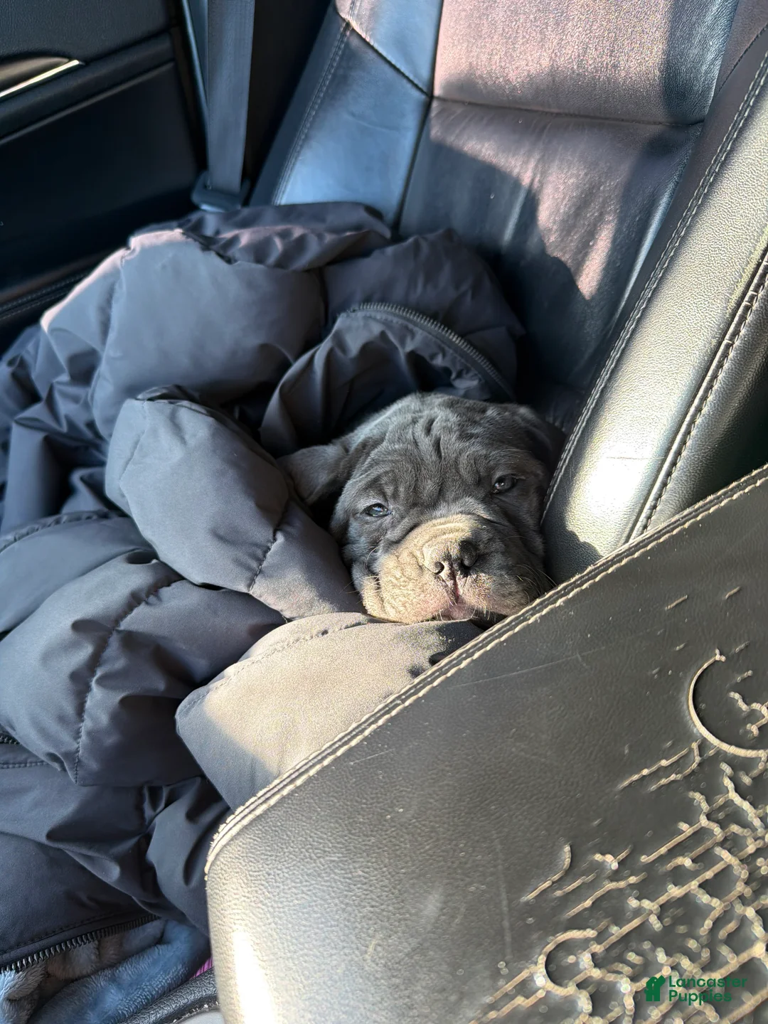Cane Corso dogs for sale: Leah - Ad 3