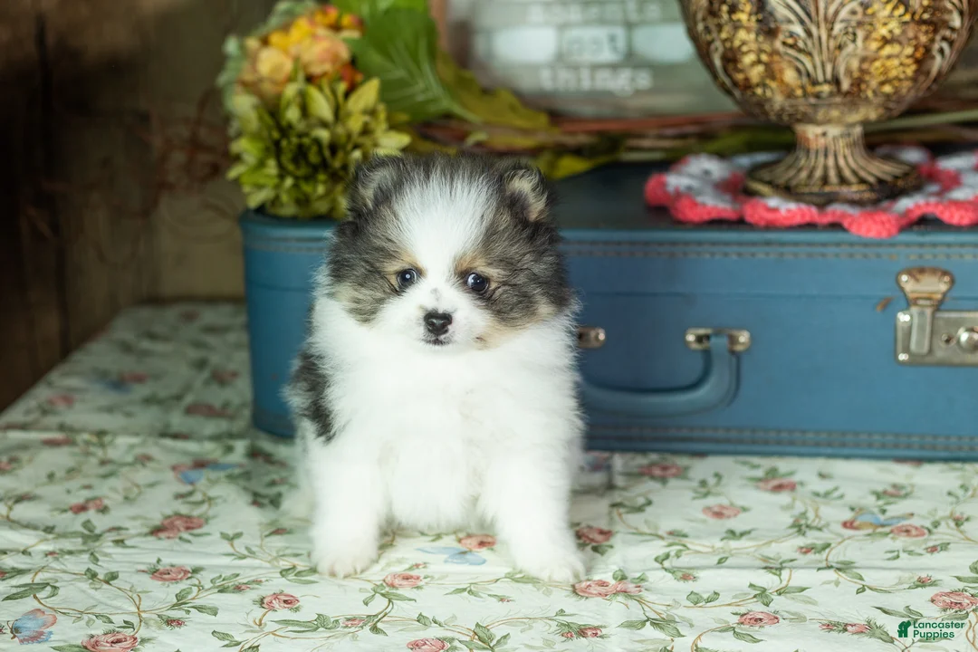 Pomeranian dogs for sale: Puffer - Ad 2