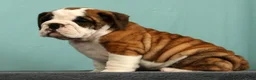 English Bulldog dogs for sale: Daisy - Ad 9