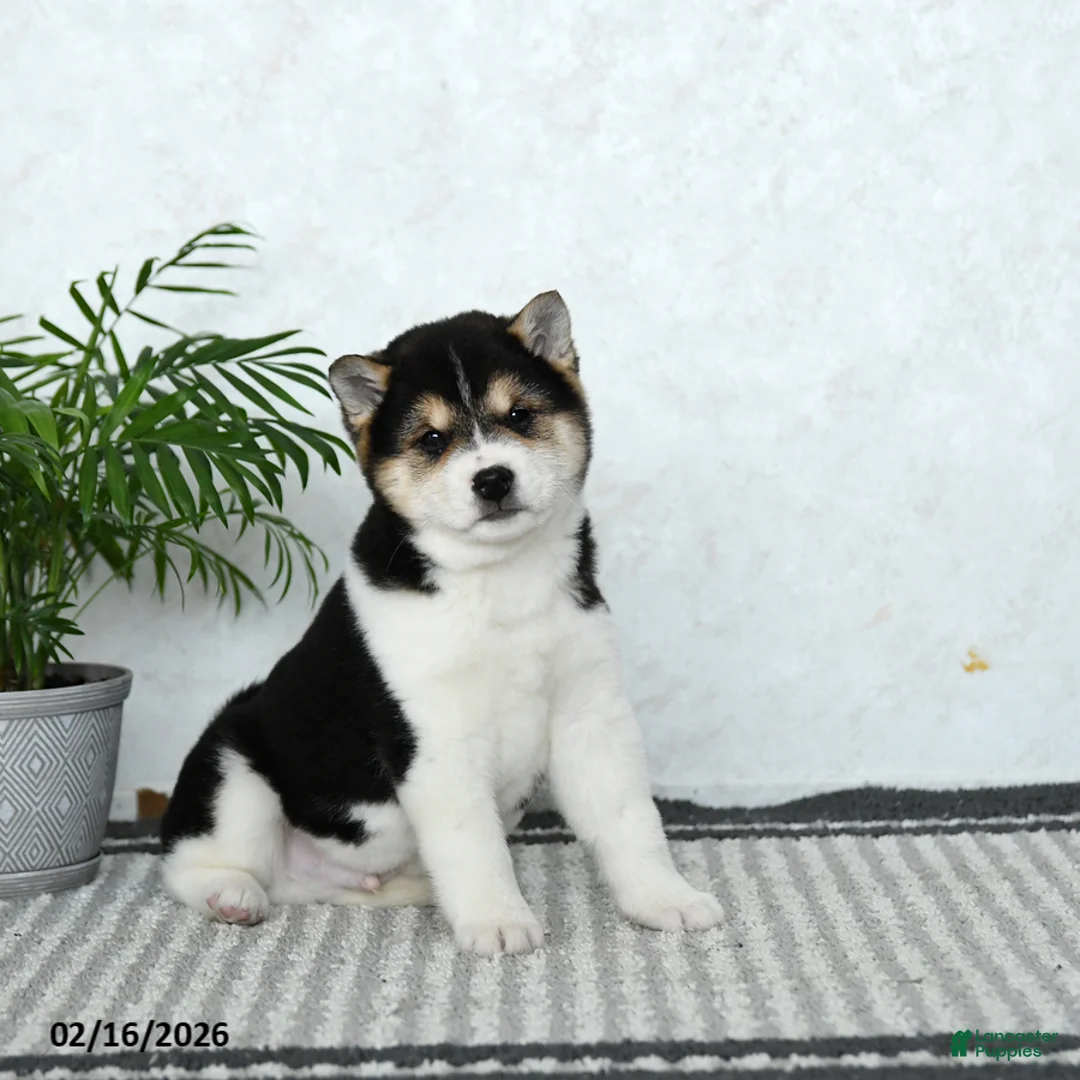 Shiba Inu dogs for sale: Buster - Ad 2