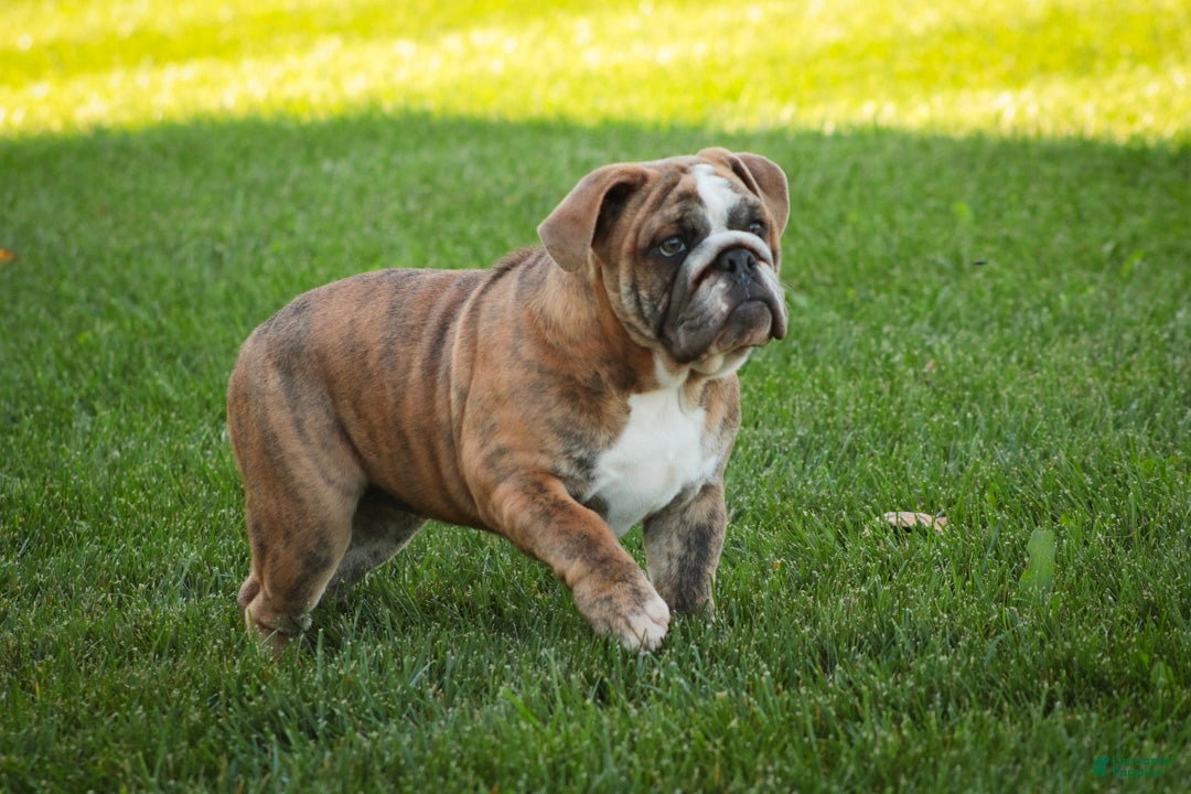 English Bulldog dogs Delsie English Bulldog leash trained and crate training in progress - Ad 1