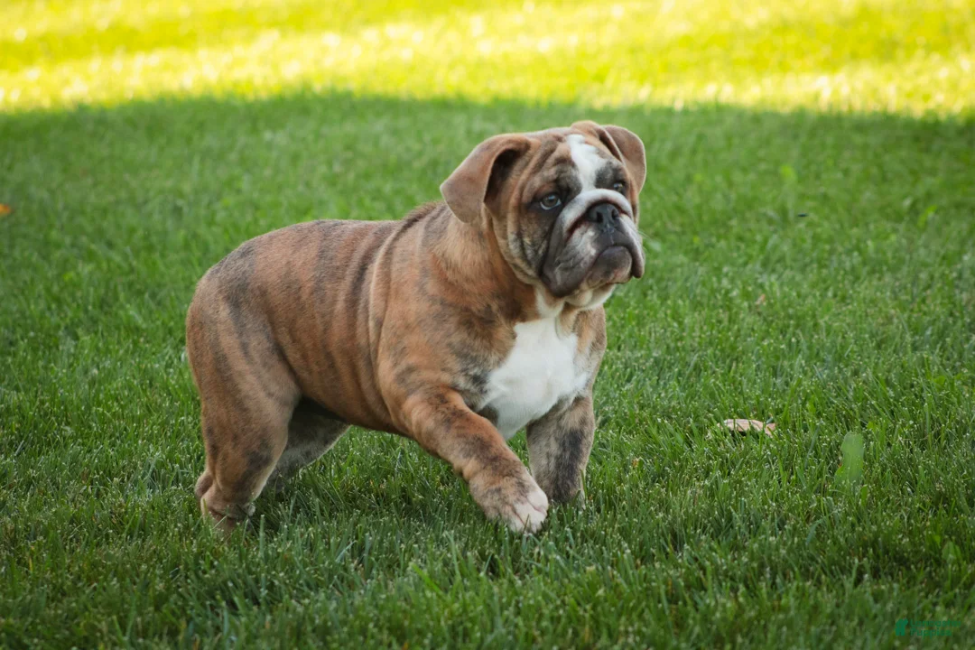 English Bulldog dogs for sale: Delsie English Bulldog leash trained and crate training in progress - Ad 1