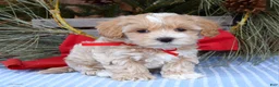 Maltipoo dogs for sale: Milo - Ad 5