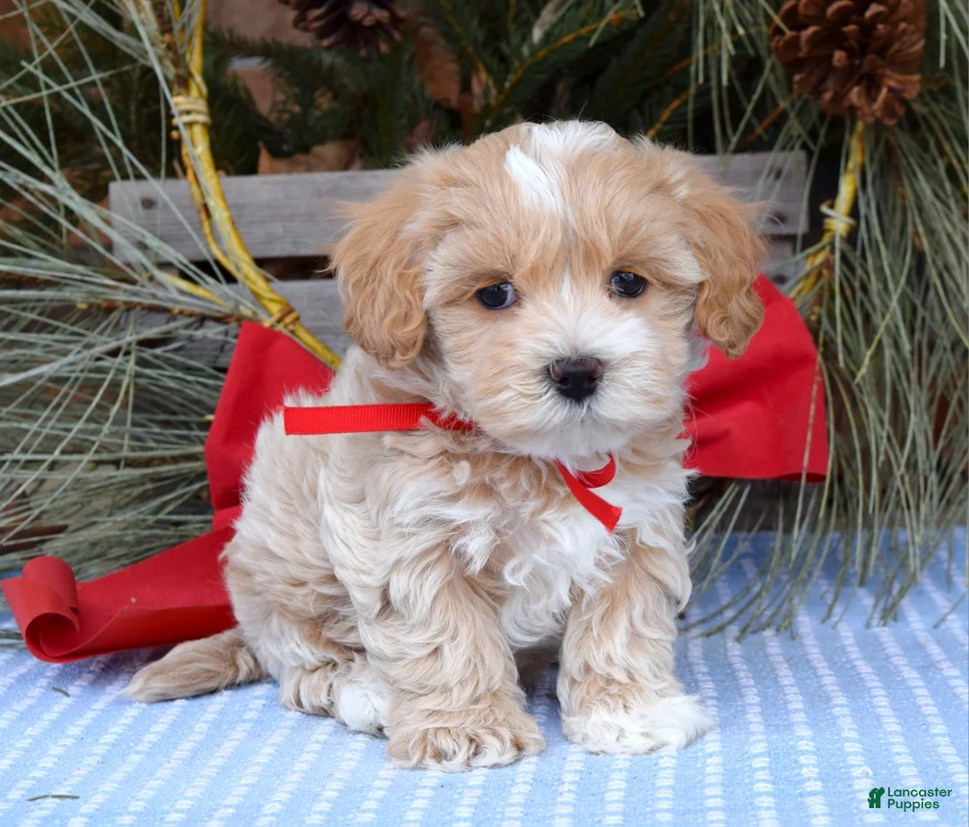 Maltipoo dogs for sale: Milo - Ad 5