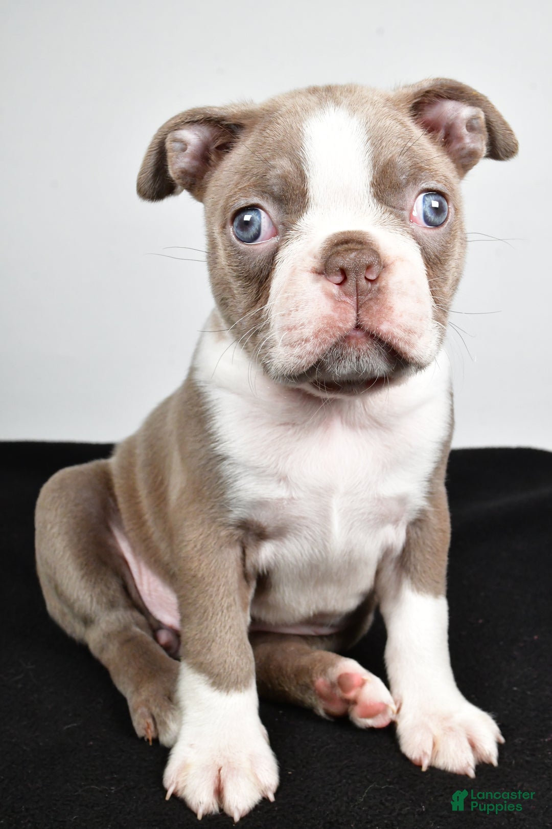 Boston Terrier dogs for sale: Macy - Ad 1