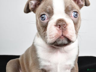 Boston Terrier dogs Macy - Ad 32