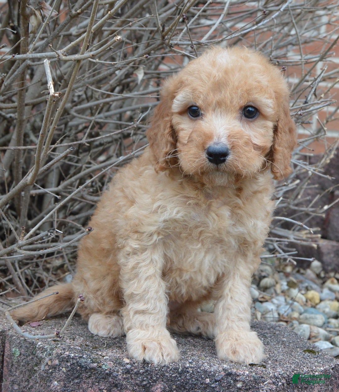 Irish Doodle dogs for sale: Mini Izzy - Ad 12