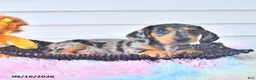 Miniature Dachshund dogs for sale: Ike - Ad 4