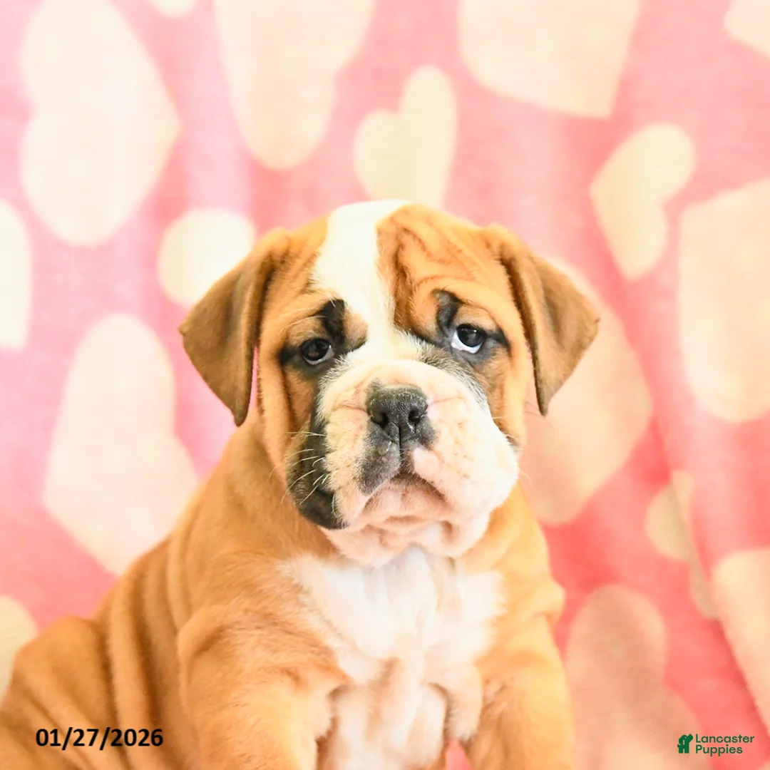 Olde English Bulldogge dogs for sale: Brownie - Ad 2
