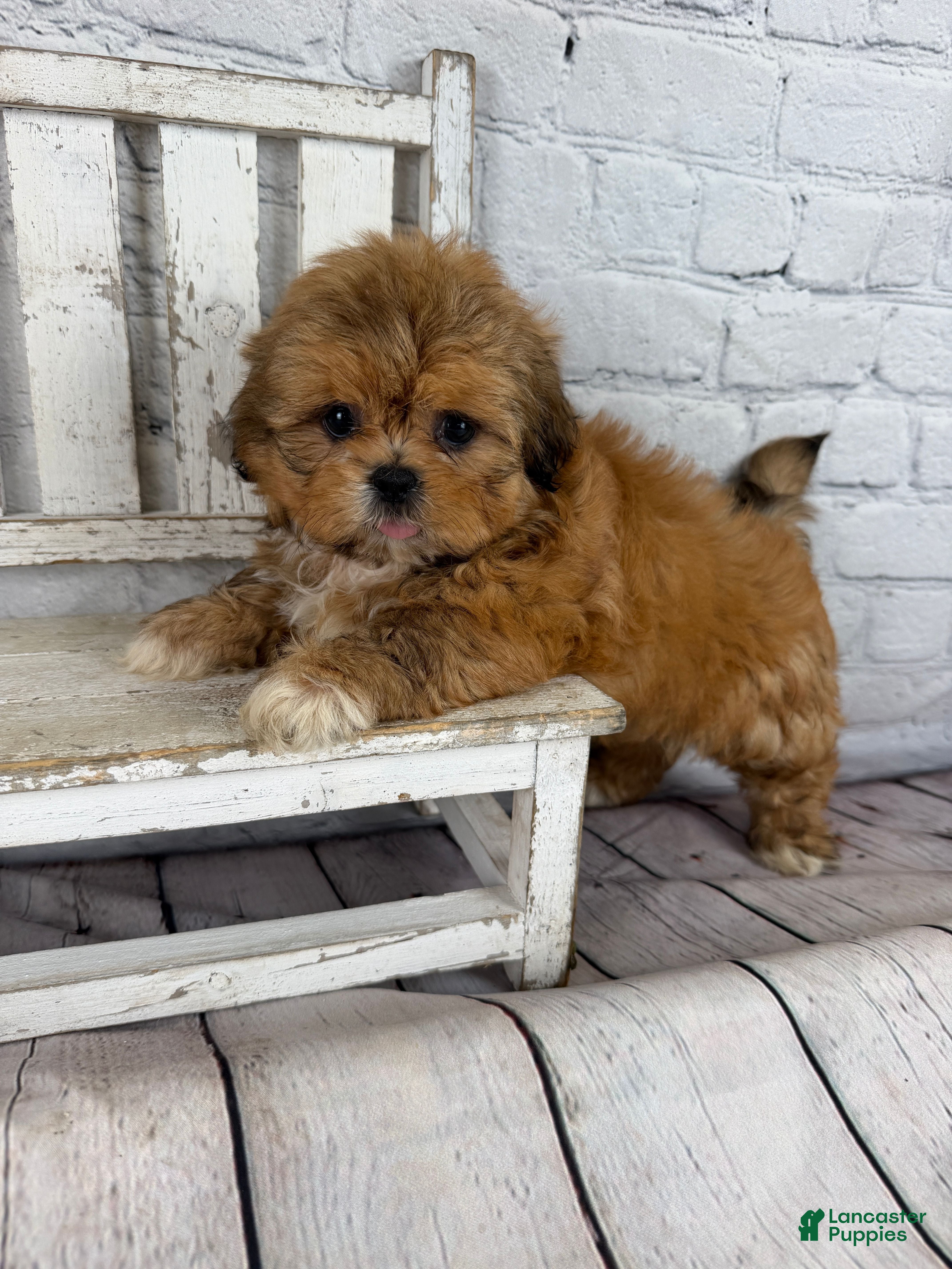 Shih Tzu dogs Dale - Ad 2