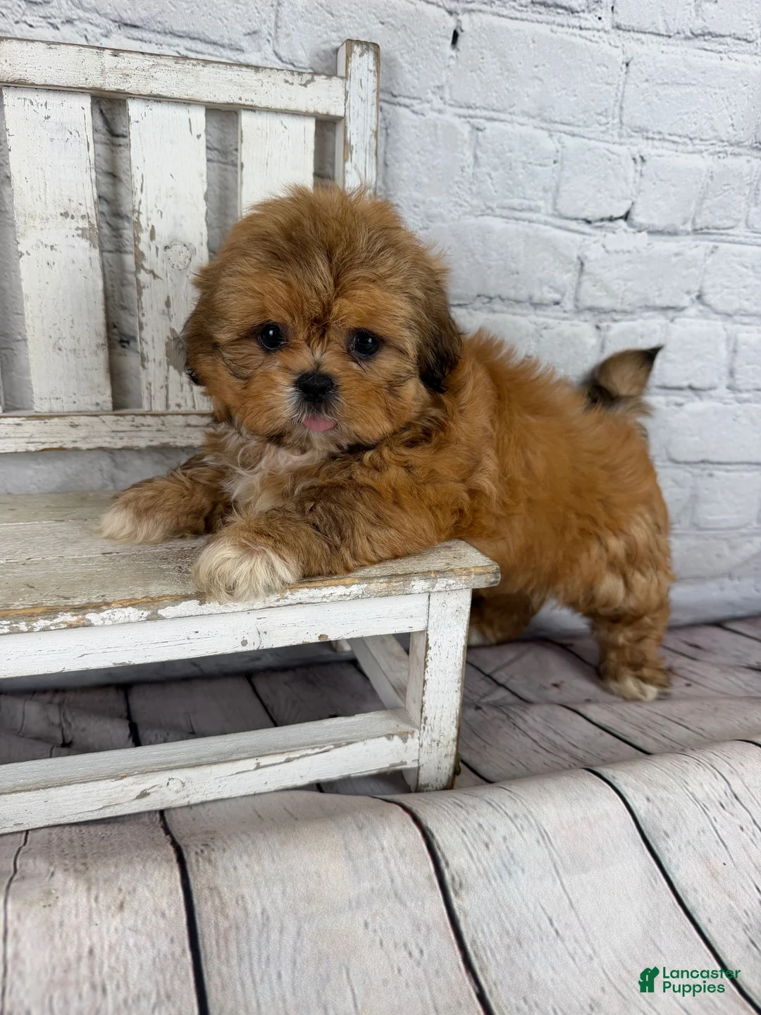 Shih Tzu dogs for sale: Dale - Ad 2