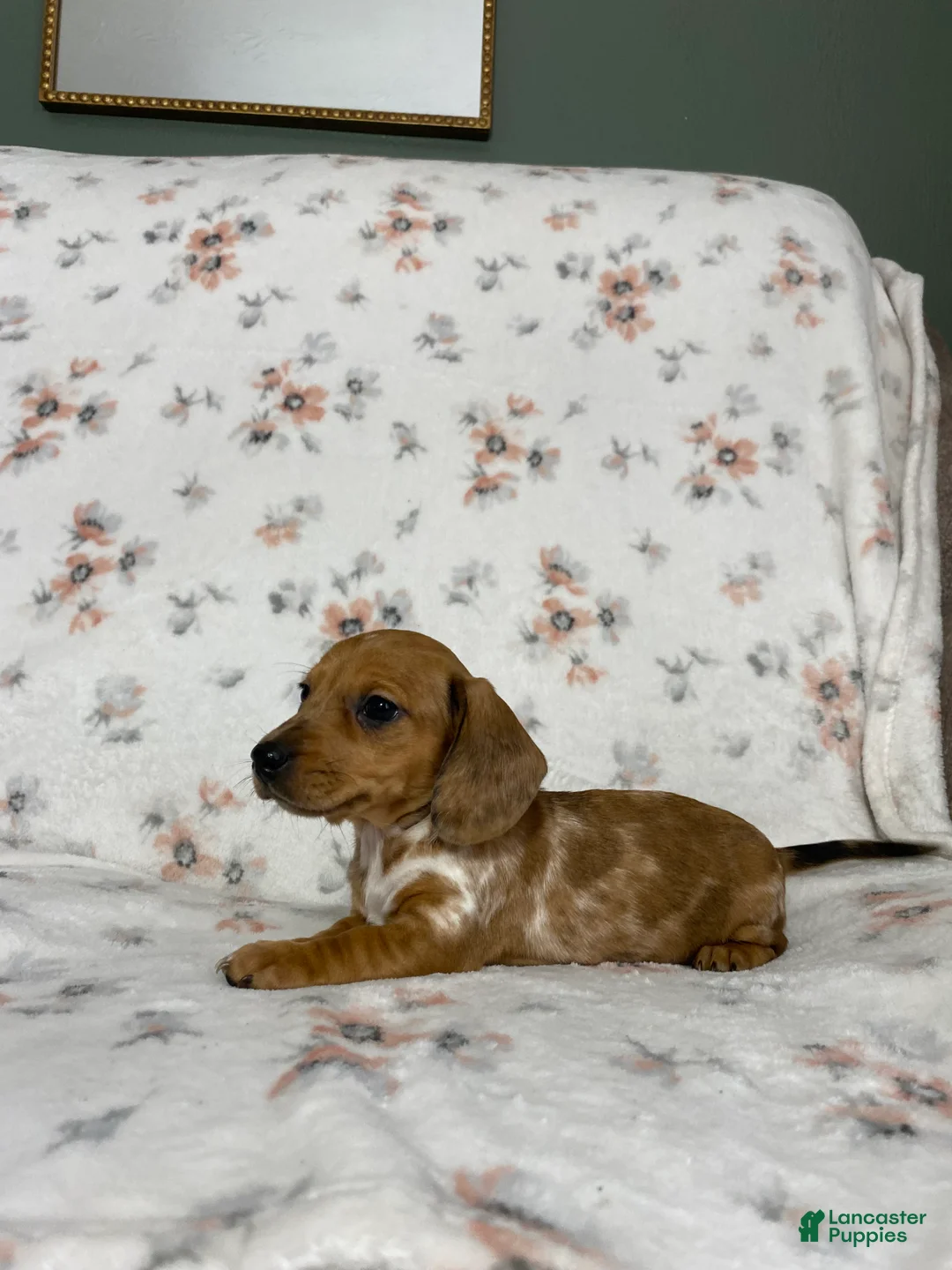 Miniature Dachshund dogs for sale: Miniature Dachshund Puppy 3 - Ad 19