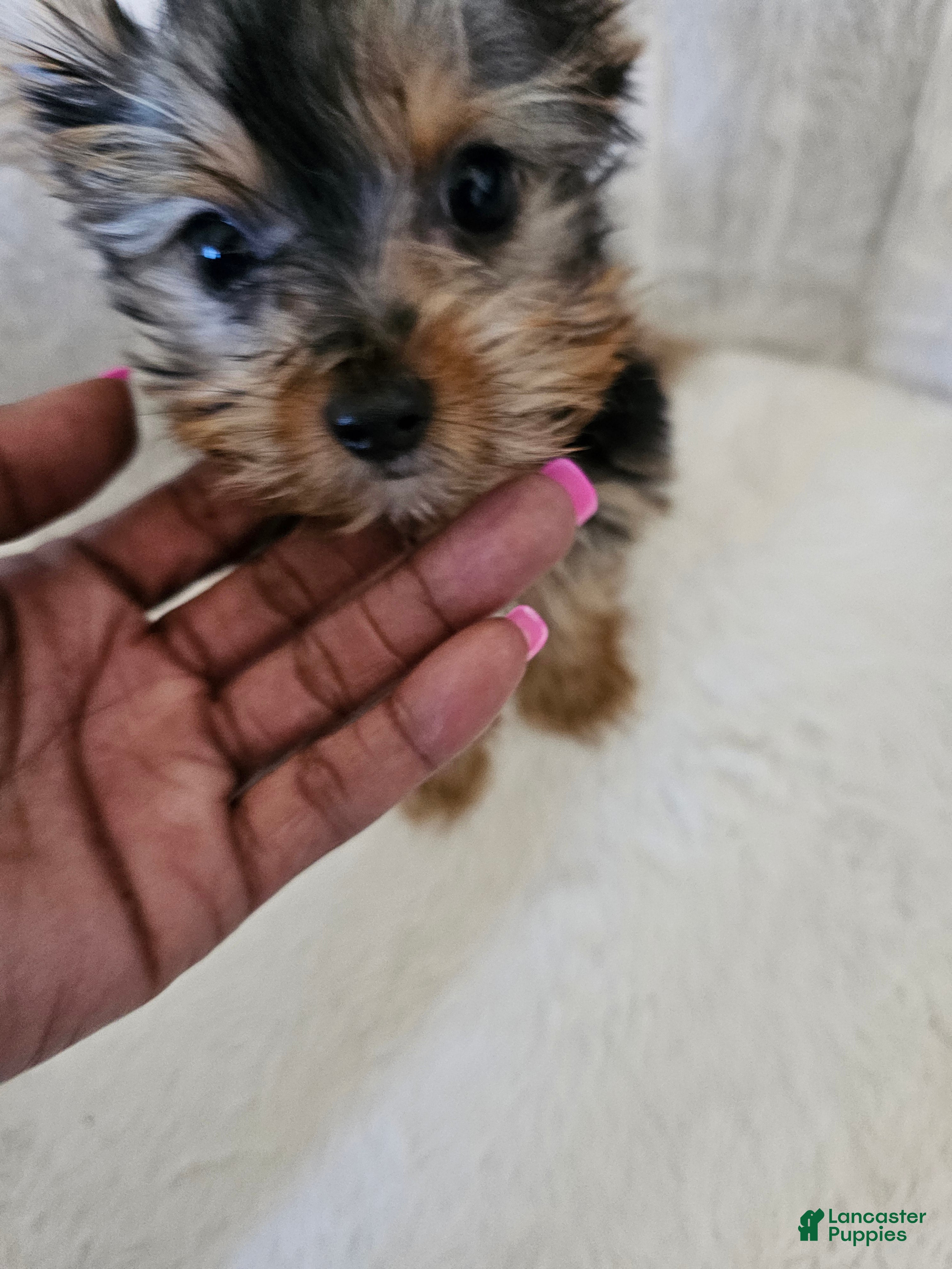 Yorkshire Terrier dogs Cabana - Ad 2