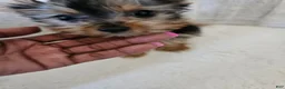 Yorkshire Terrier dogs for sale: Cabana - Ad 2