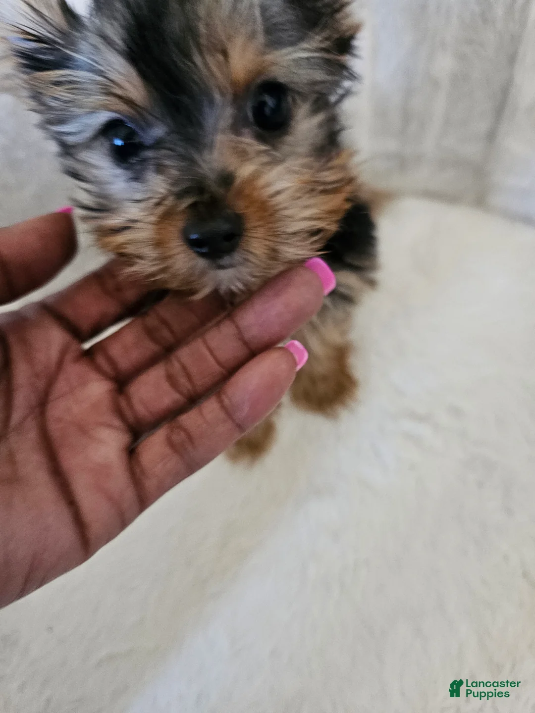 Yorkshire Terrier dogs for sale: Cabana - Ad 2
