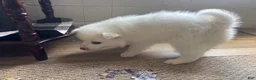 American Eskimo dogs for sale: Basil - Ad 1