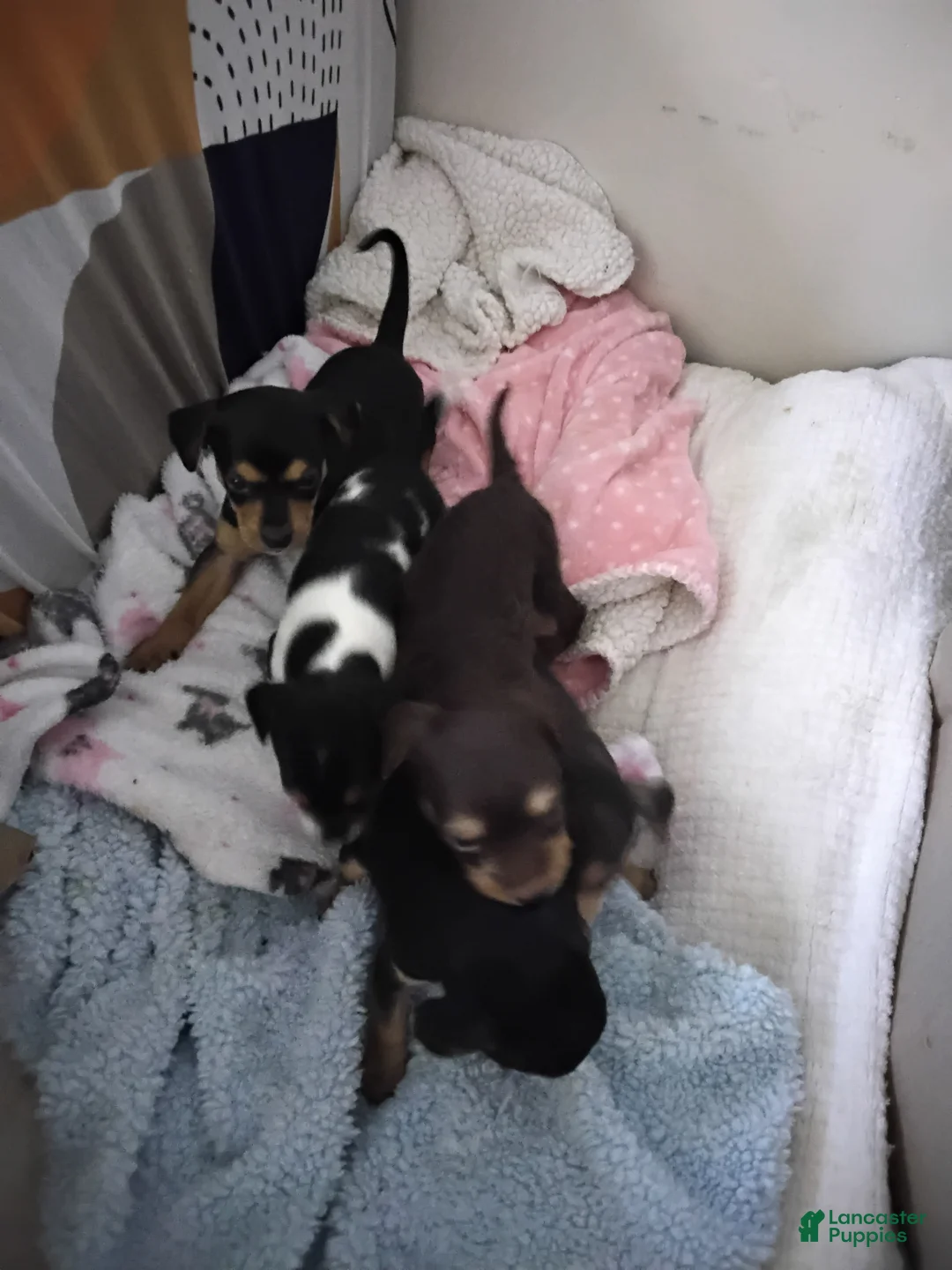 Mixed Breed dogs for sale: ChiChi - Ad 9