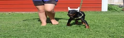 Doberman Pinscher dogs for sale: Doberman Pinscher 2 - Ad 3