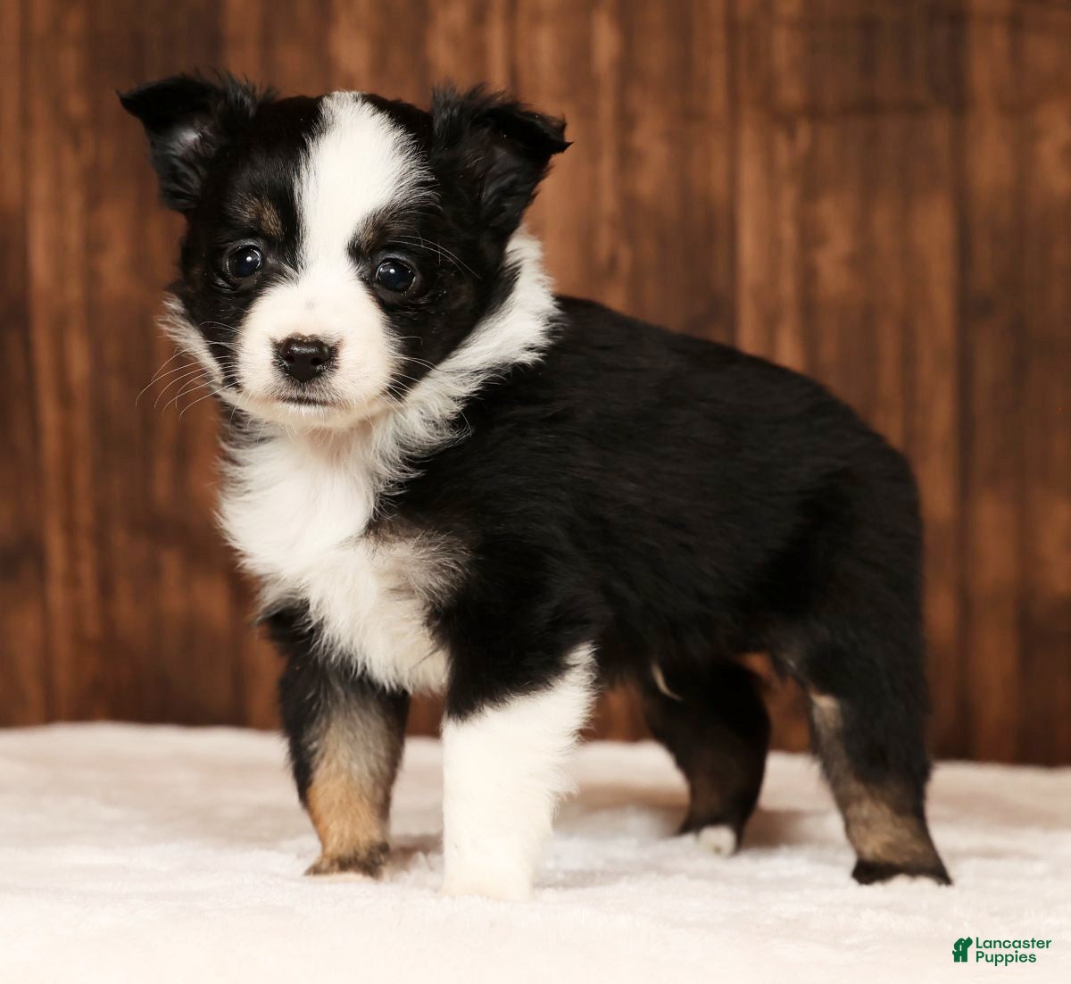 Miniature Australian Shepherd dogs Easton - Ad 1
