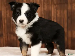 Miniature Australian Shepherd dogs for sale: Easton - Ad 1