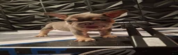 French Bulldog dogs for sale: Chip - Ad 10