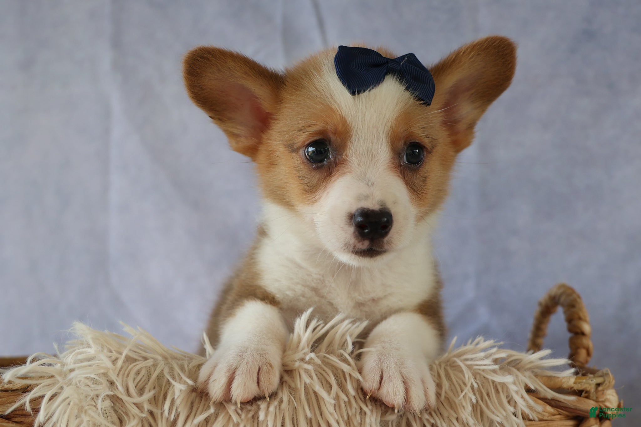 Welsh Corgi Pembroke dogs Zander 🐾 - Ad 2