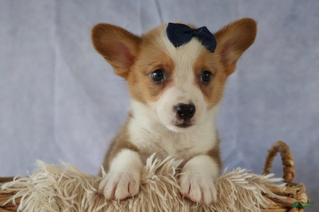 Welsh Corgi Pembroke dogs for sale: Zander 🐾 - Ad 1