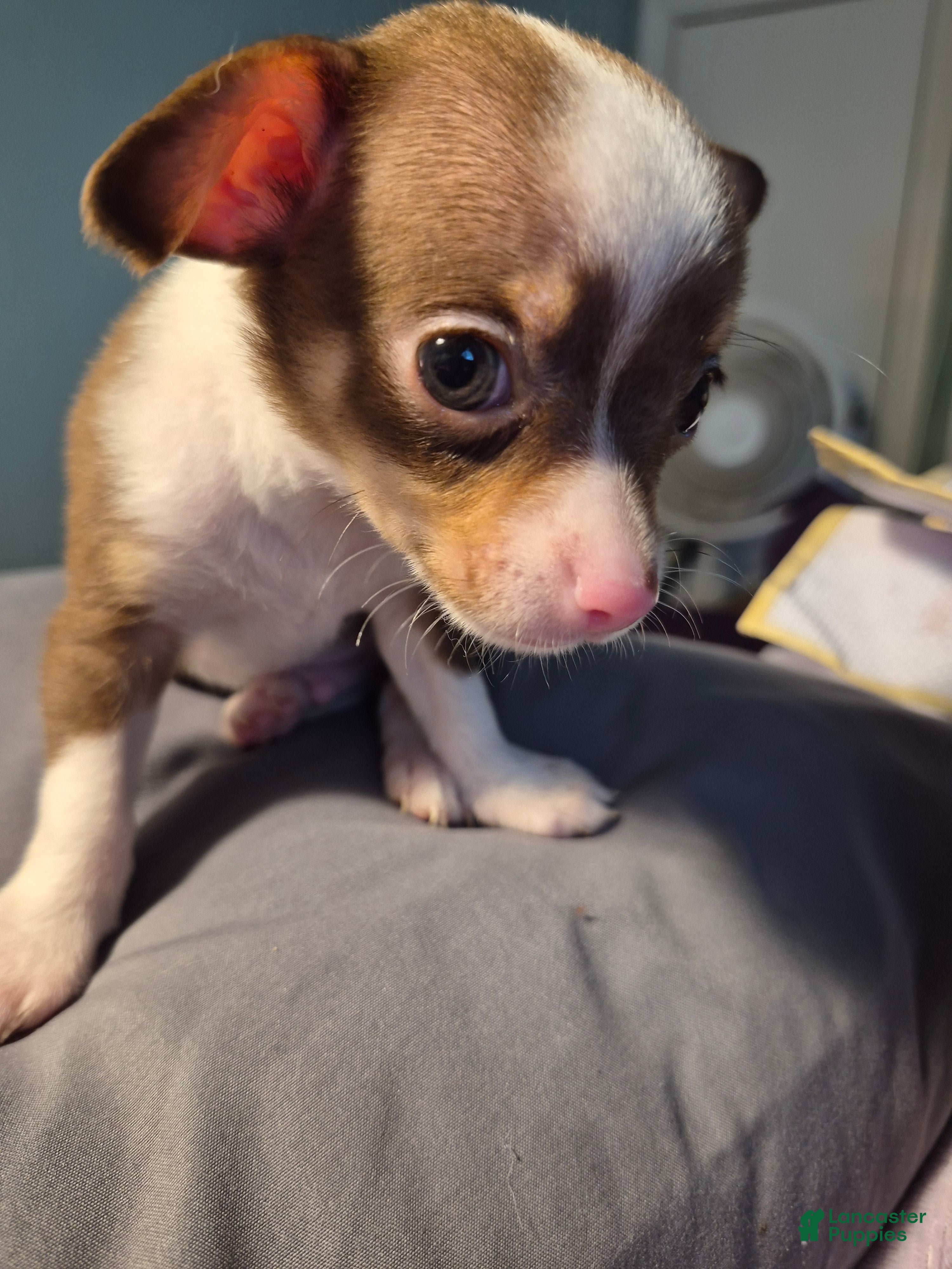Chihuahua dogs for sale: Chihuahua 2 - Ad 2