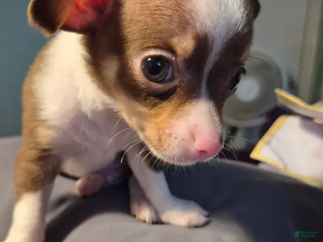 Chihuahua dogs for sale: Chihuahua 2 - Ad 2