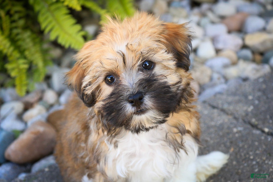 Havanese