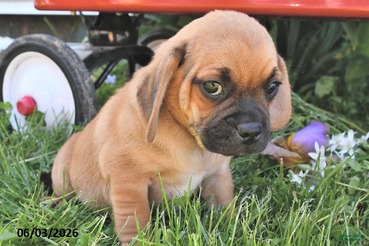 Puggle dogs for sale: Storm   - Ad 2