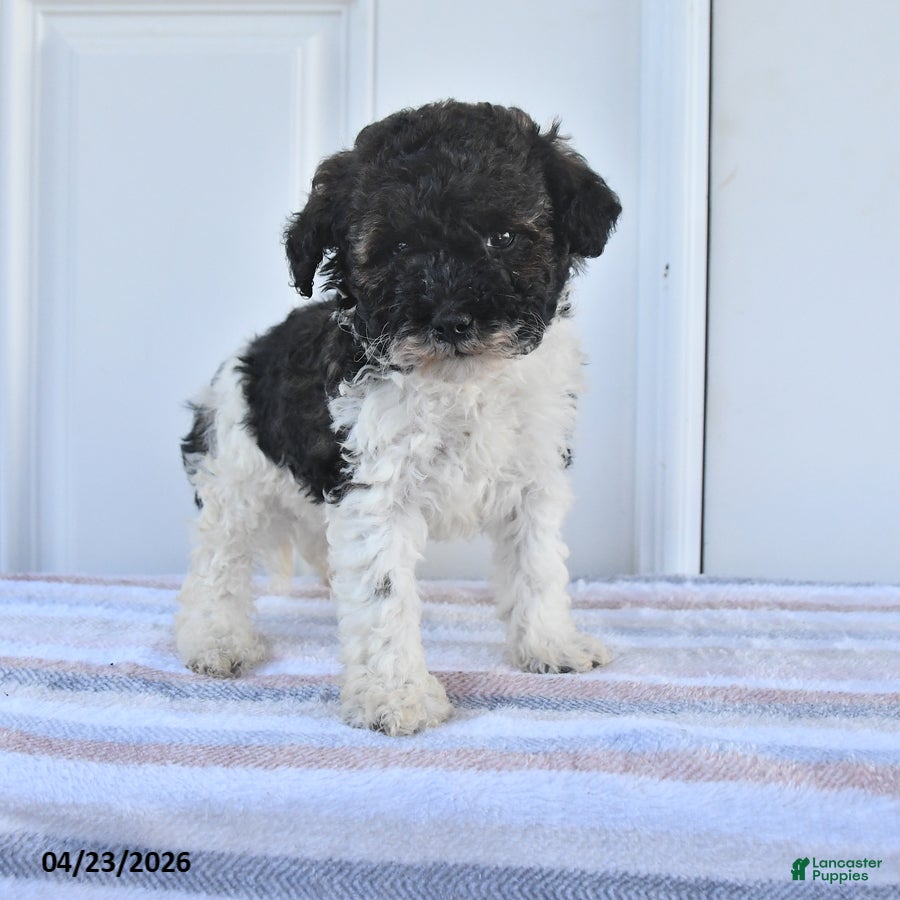 Miniature Poodle dogs Abel - Ad 1