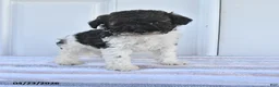 Miniature Poodle dogs for sale: Abel - Ad 1