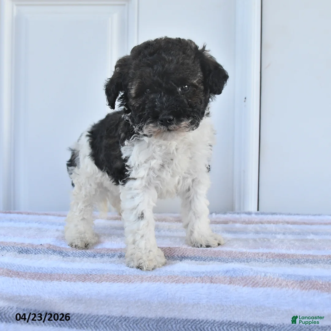 Miniature Poodle dogs for sale: Abel - Ad 1