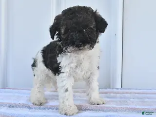 Miniature Poodle dogs for sale: Abel - Ad 4