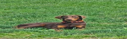Doberman Pinscher dogs for stud: Stud red Doberman  - Ad 2