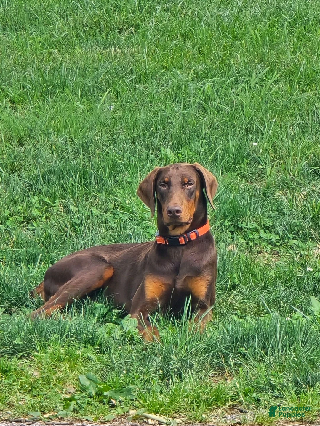 Doberman Pinscher dogs for stud: Stud red Doberman  - Ad 2