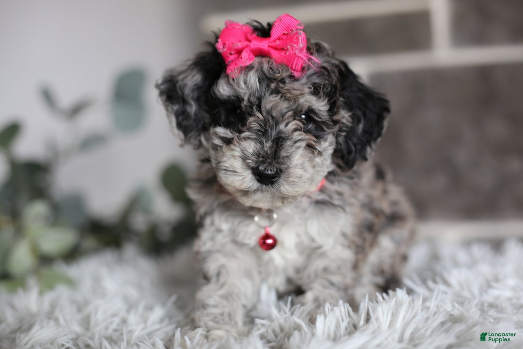 Miniature Poodle dogs for sale: Joy - Ad 5