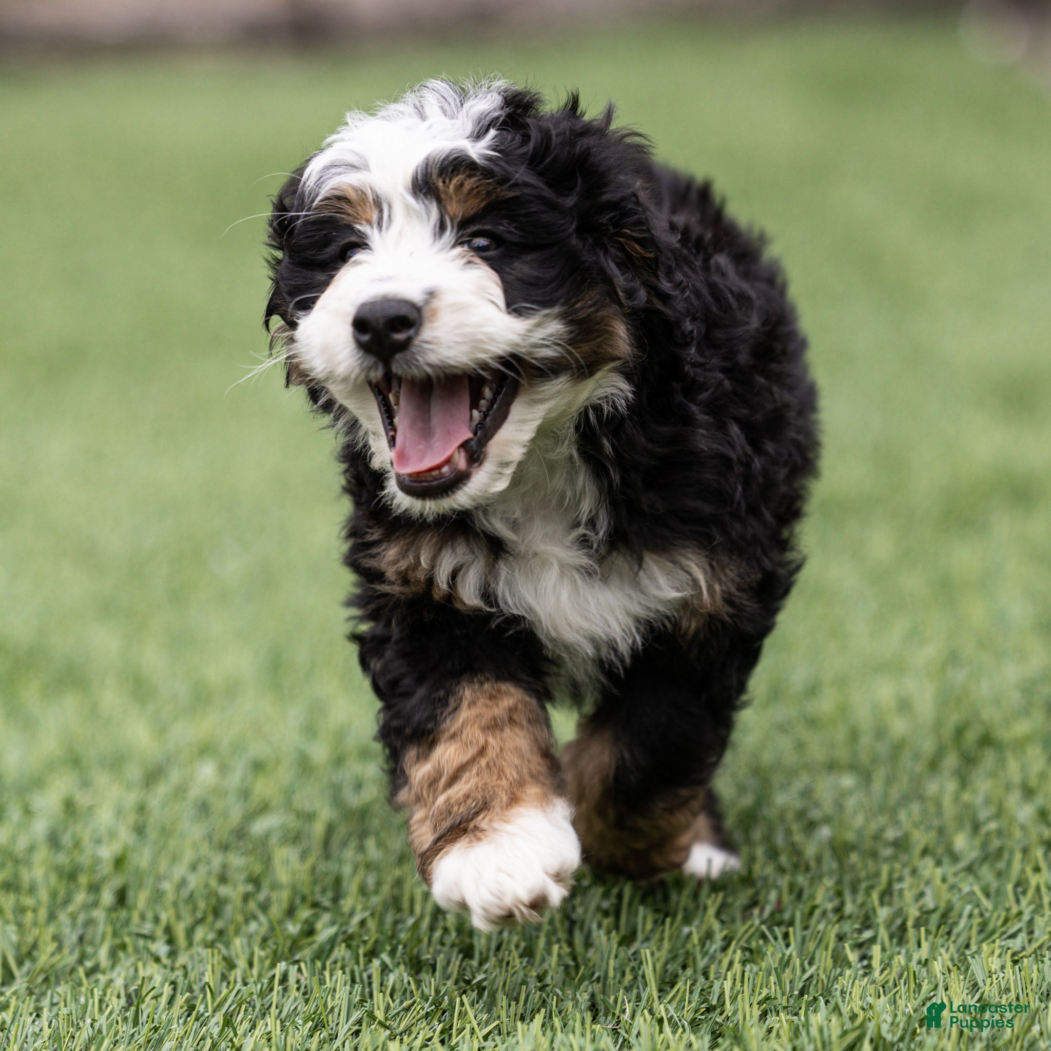 Bernedoodle dogs Briggs Bernedoodle Puppy  - Ad 1