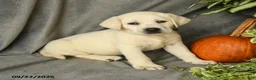Labrador Retriever dogs for sale: Polly - Ad 1