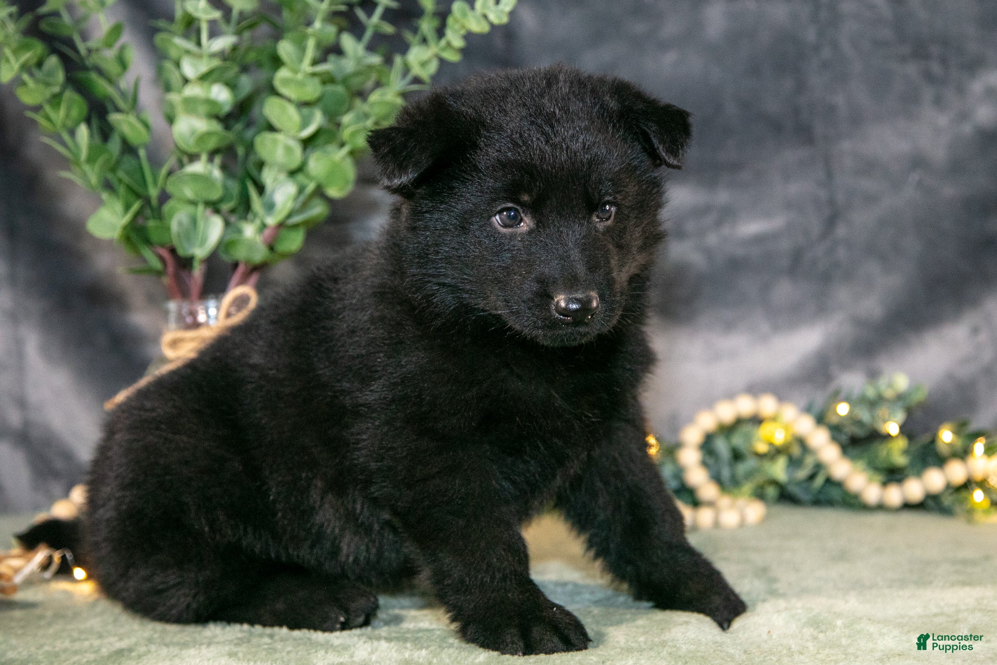 German Shepherd dogs May - Ad 2