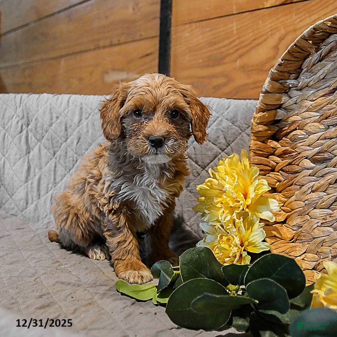 Mini Goldendoodle dogs for sale: Snowflake - Ad 1
