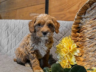 Mini Goldendoodle dogs Snowflake - Ad 38