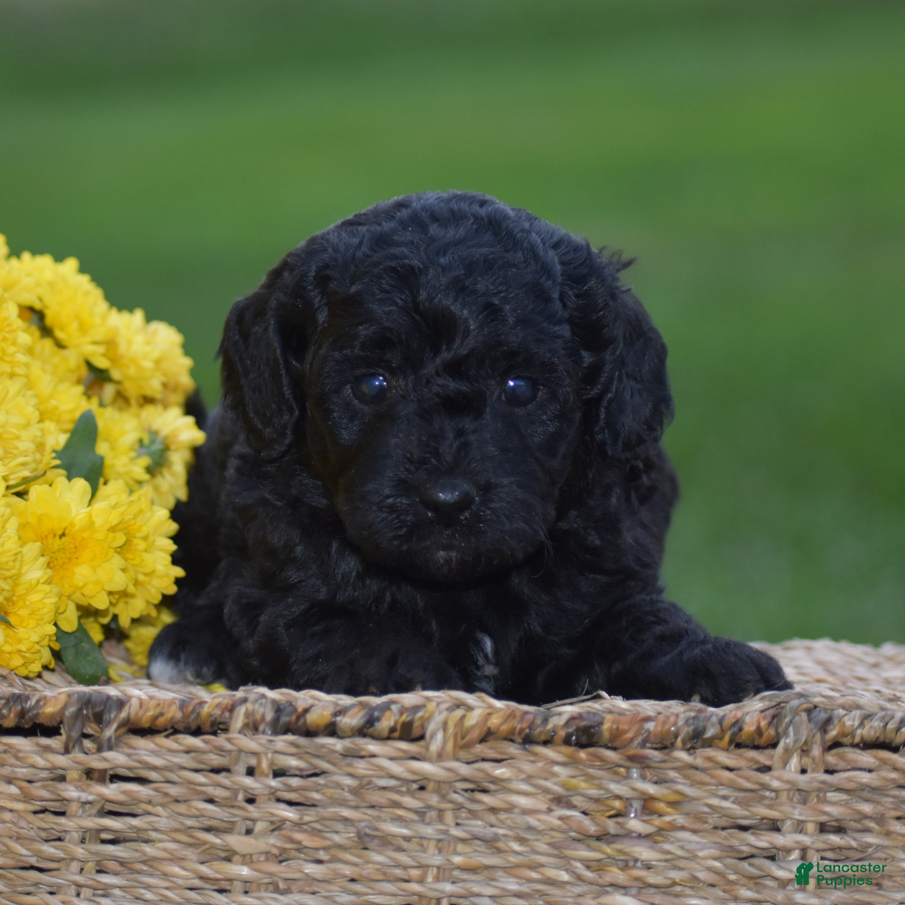 Mini Goldendoodle dogs Heidi - Ad 1