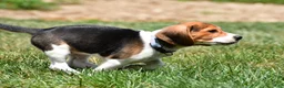 Beagle dogs for sale: Sammy - Ad 3