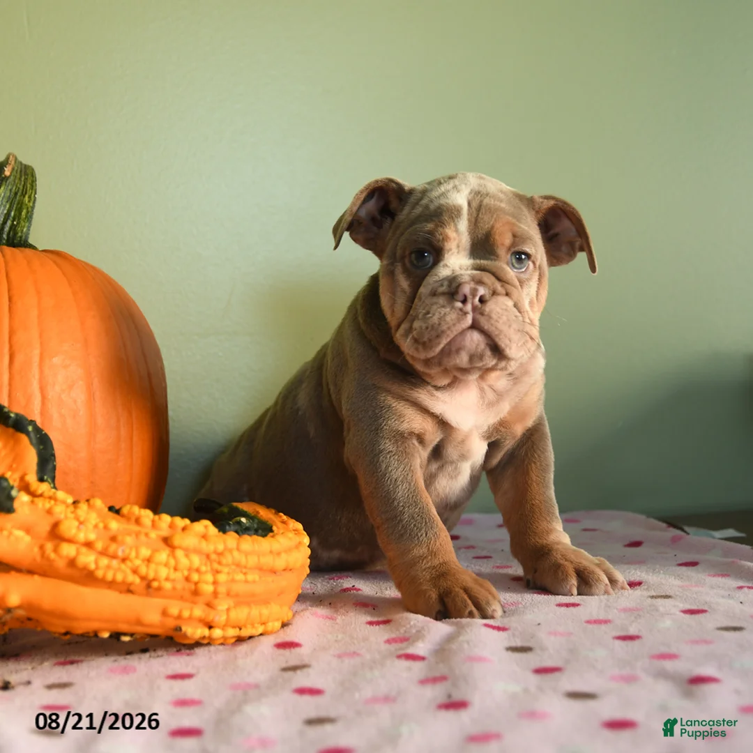 English Bulldog dogs for sale: Margret - Ad 5