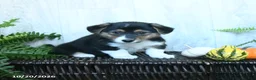 Welsh Corgi Pembroke dogs for sale: Keesha - Ad 3