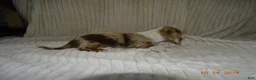 Miniature Dachshund dogs for sale: Bear  - Ad 4