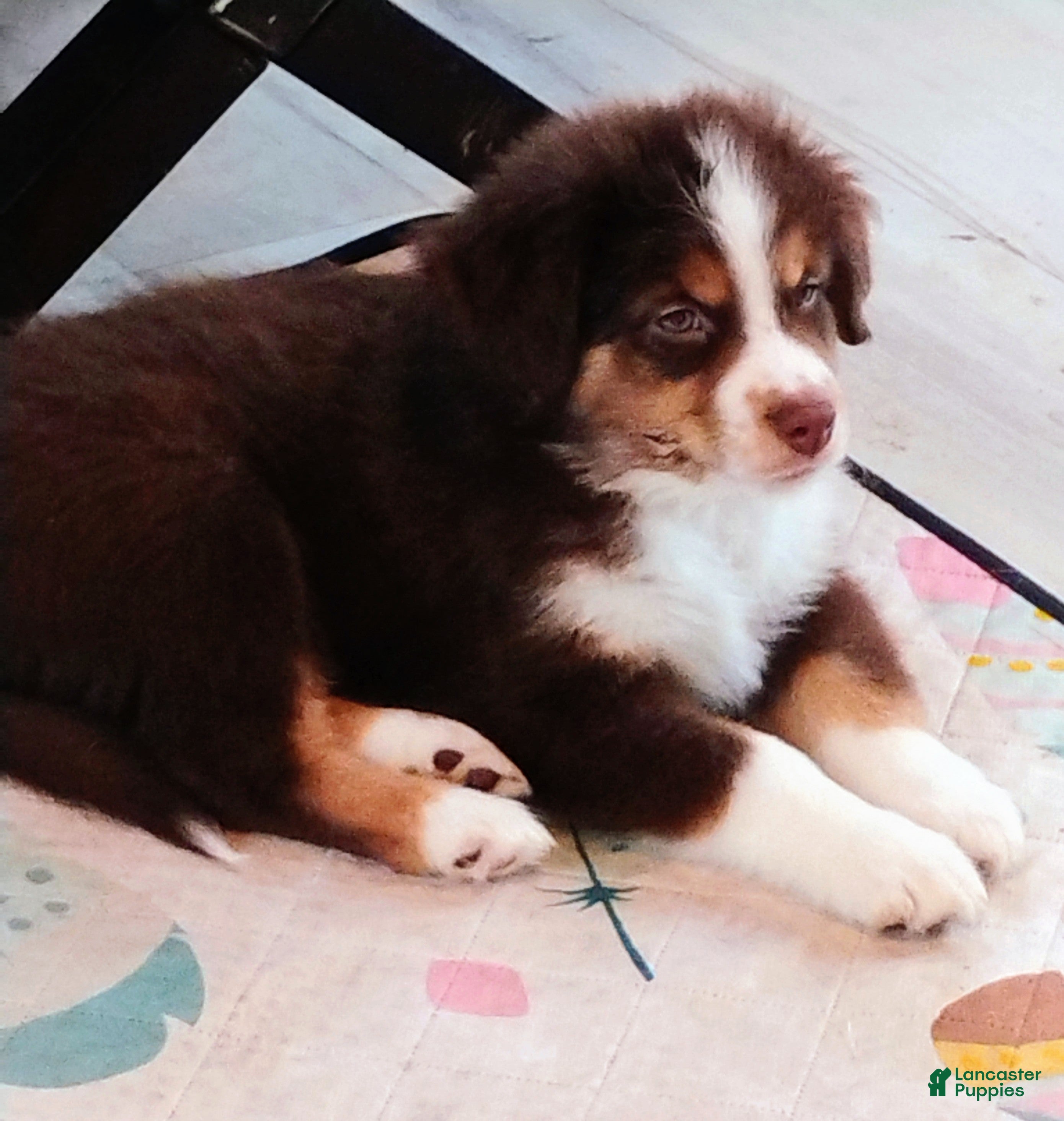 Australian Shepherd dogs Summit  - Ad 7