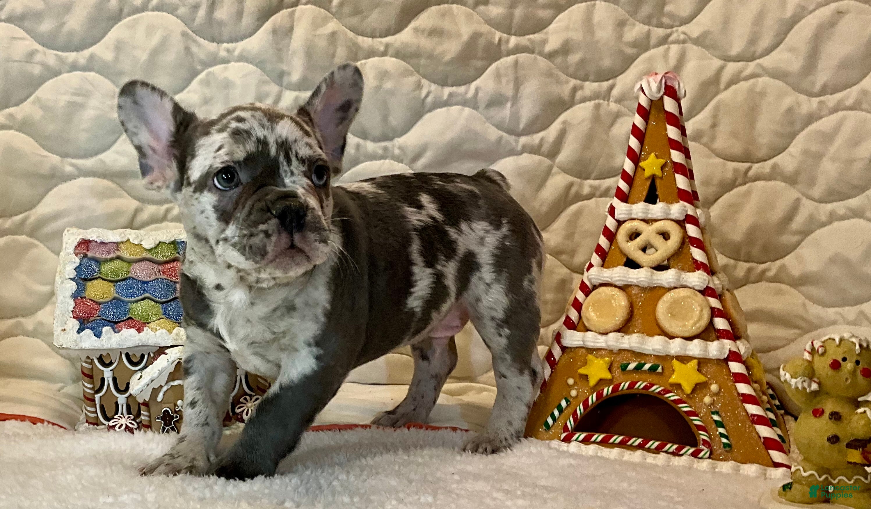 French Bulldog dogs Tracker - Ad 6